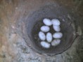 /album/prva-znaska-a-inkubacia-valec/k800-2012-03-05-21-29-06-jpg/